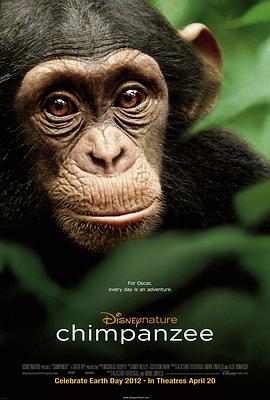 黑猩猩 高清